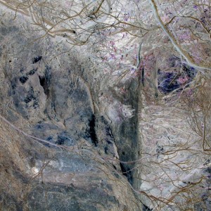 ProgrammierungWald